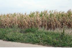 Plant Fields