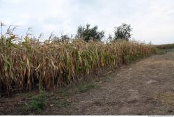 Plant Fields