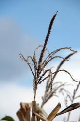 Plant Fields