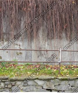 Walls Hedge 0055