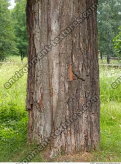 Trees Bark 0007