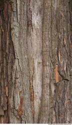 Tree Bark