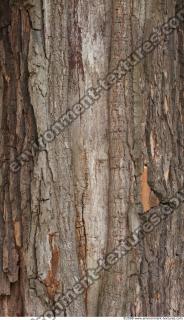 Trees Bark 0004