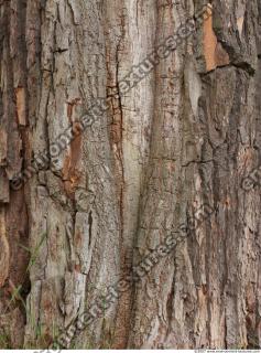 Trees Bark 0006