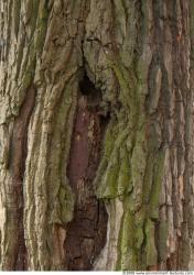 Tree Bark