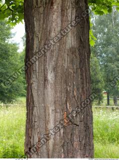 Trees Bark 0008