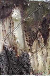 Trees Bark 0005