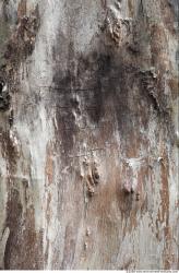 Tree Bark