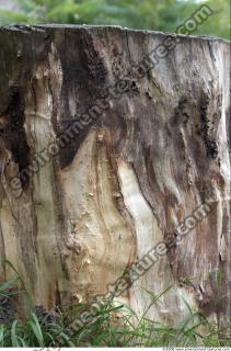 Trees Bark 0008