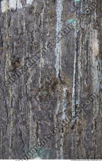 Trees Bark 0002