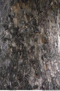 Trees Bark 0003