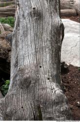 Tree Bark