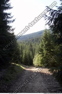 photo texture of background forest