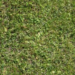 Seamless Grass