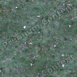 Seamless Grass Frozen