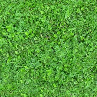 Seamless Grass 0005