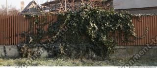 Walls Hedge 0003