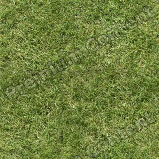 Seamless Grass 0001