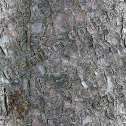 Seamless Tree Bark