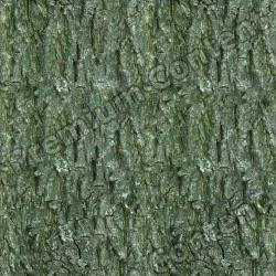 Seamless Tree Bark