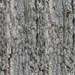 Seamless Tree Bark