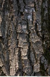 Tree Bark