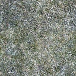 Seamless Grass