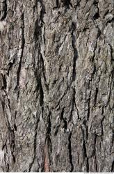 Tree Bark