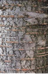 Tree Bark