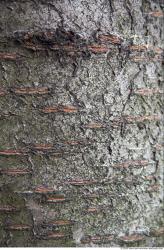 Tree Bark