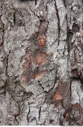 Tree Bark