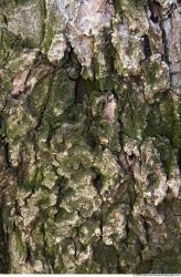 Tree Bark