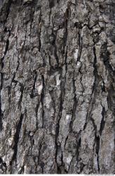 Tree Bark