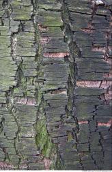 Tree Bark