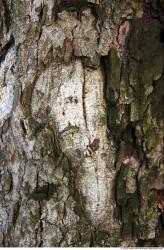 Tree Bark