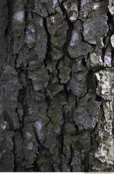 Tree Bark