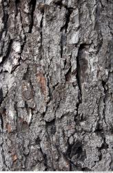 Tree Bark