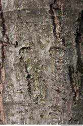 Tree Bark