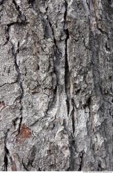 Tree Bark