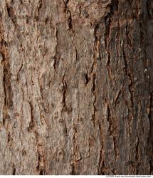 Tree Bark