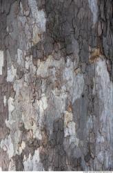 Tree Bark