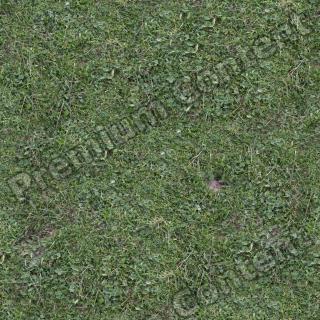 Seamless Grass 0001