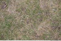 Photo Texture of Grass Dead