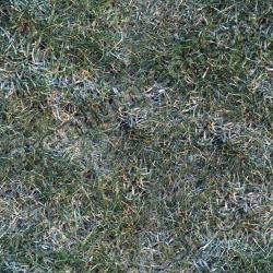 Seamless Grass