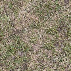 Seamless Grass