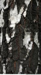 Tree Bark