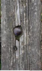 Photo Textures of Wood Bare