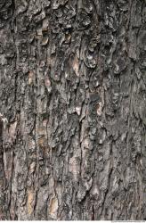 Tree Bark