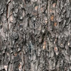 Seamless Bark