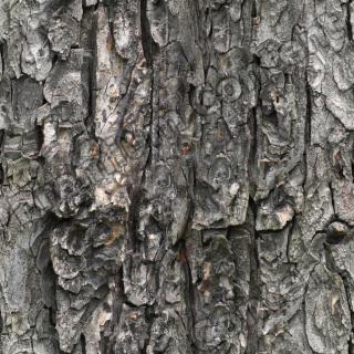 Seamless Bark 0001